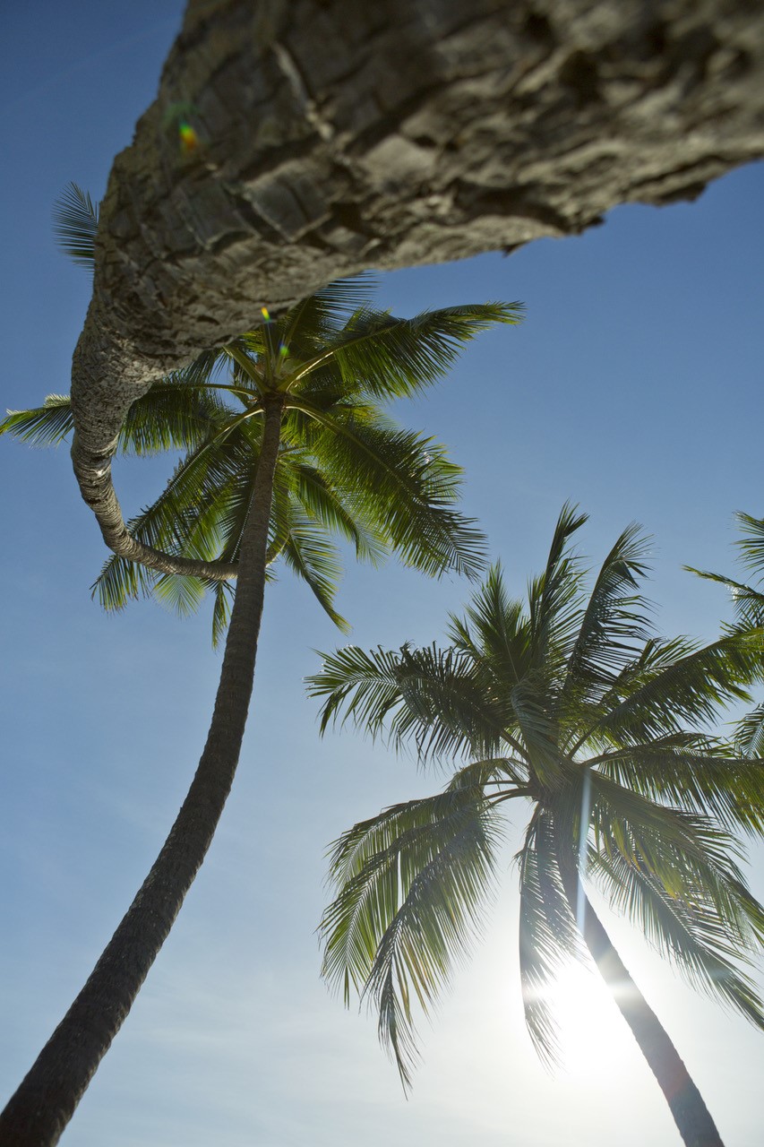 Légende cocotier 2 - Tahiti Tourisme