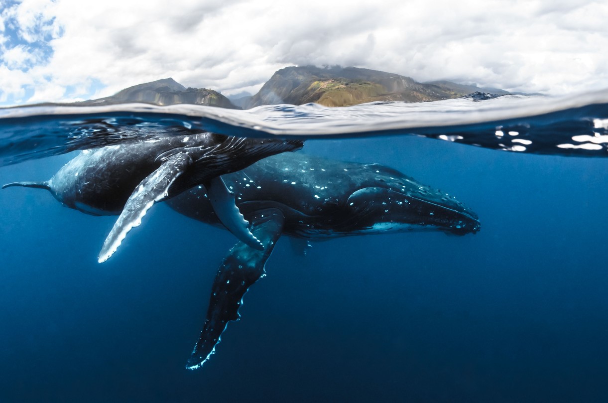 Our Heritage - baleine