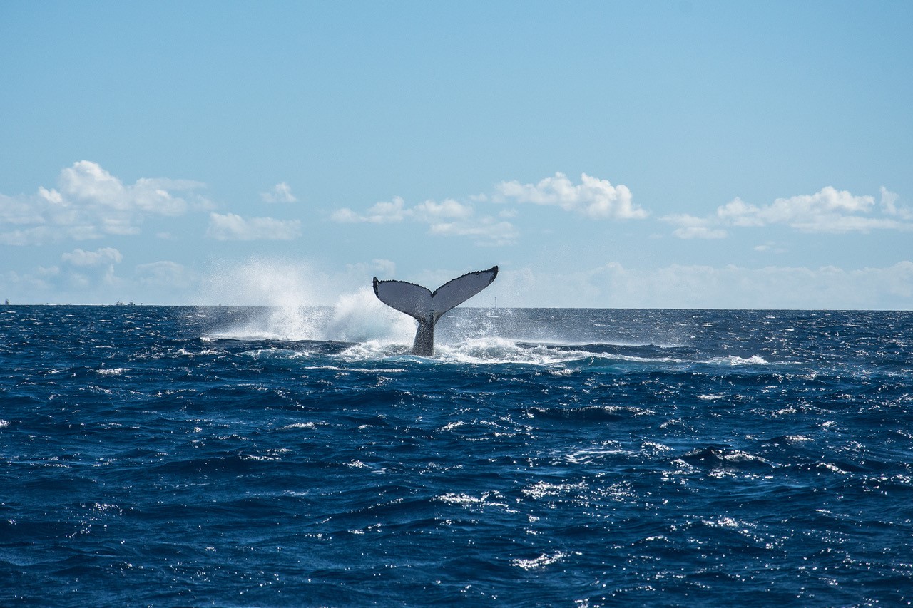 Whales 1 - Tahiti Tourisme - Gregory Lecoeur