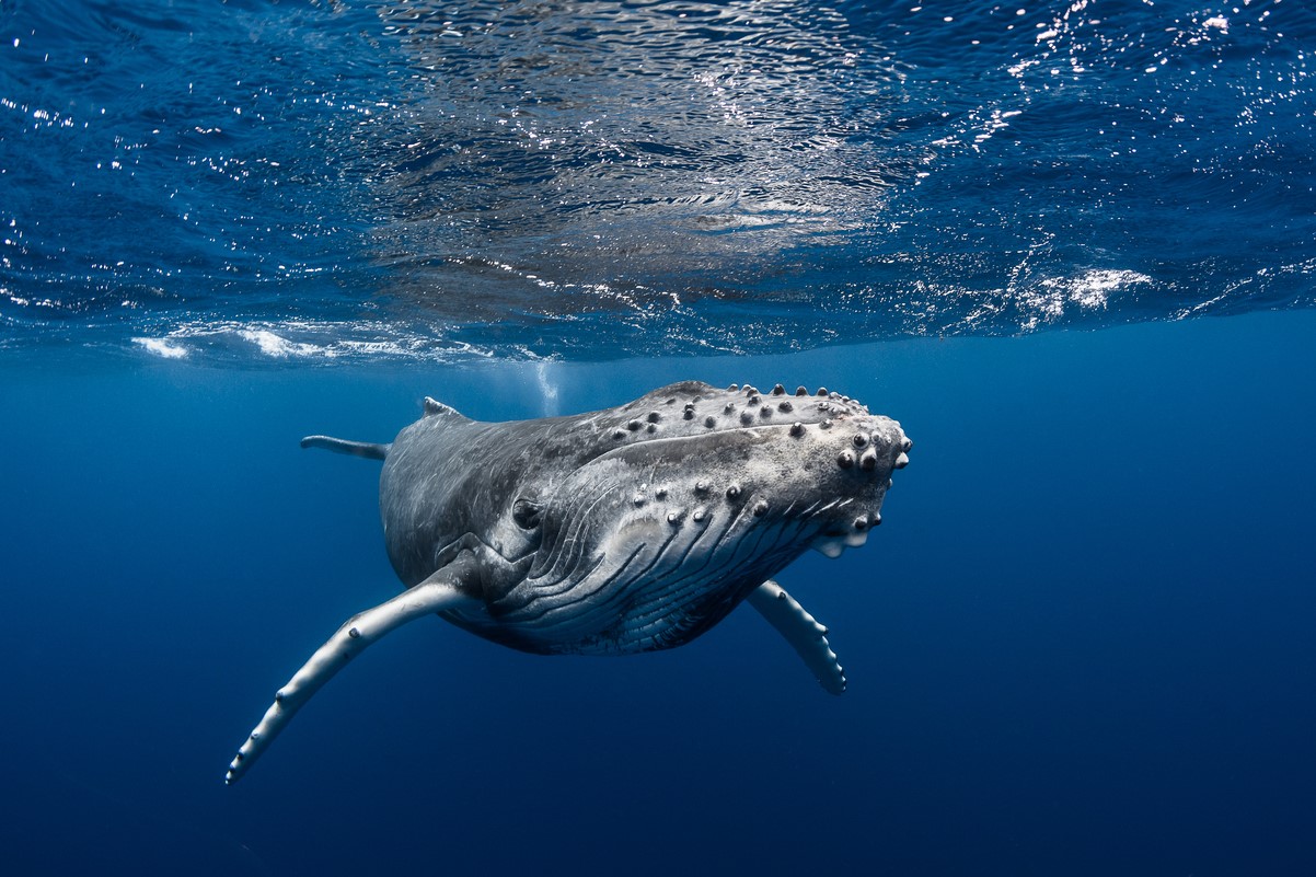 Whales 2 - Tahiti Tourisme - Gregory Lecoeur