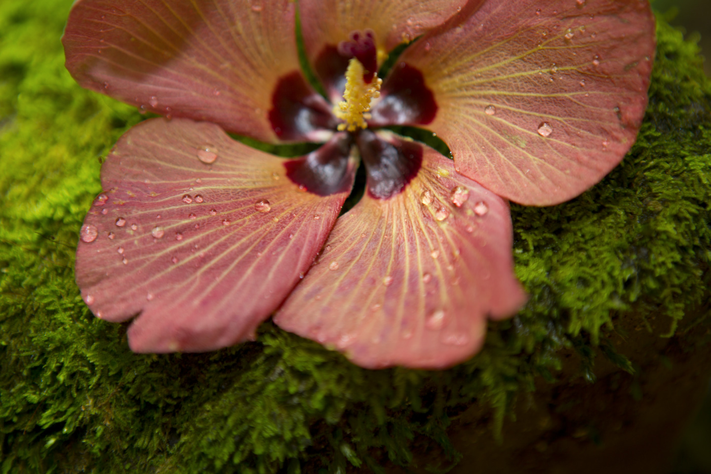 P2_11_MOOREA_00521-1440x960